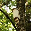 MaxiBatcave - Nichoir à chauves-souris - SYMBIOPSHERE