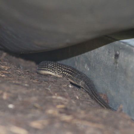 Reptilhiberne - Aménagement reptiles - SYMBIOSPHERE