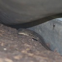 Reptilhiberne - Aménagement reptiles - SYMBIOSPHERE