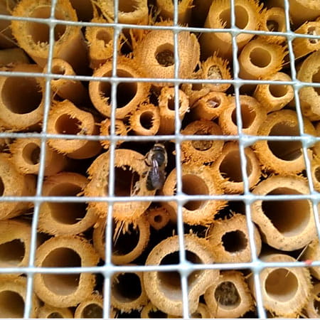 Abribuzz - Nichoir abeilles solitaires - SYMBIOSPHERE