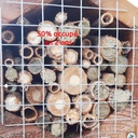 Abribuzz - Nichoir abeilles solitaires - SYMBIOSPHERE