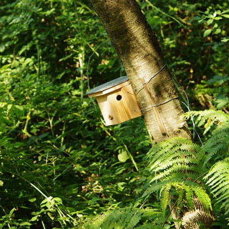 Muscarbox - Refuge à muscardins - Symbiosphere