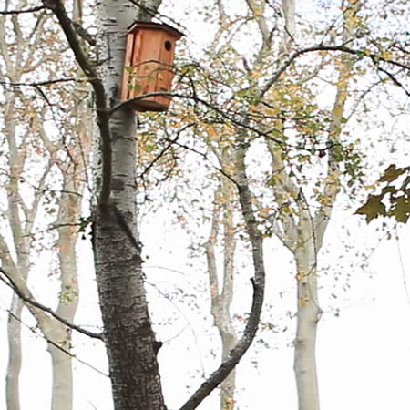 Maxi-Avibox T3- Nichoir pour pigeon colombin & Cie - SYMBIOSPHERE
