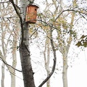 Maxi-Avibox T3- Nichoir pour pigeon colombin & Cie - SYMBIOSPHERE