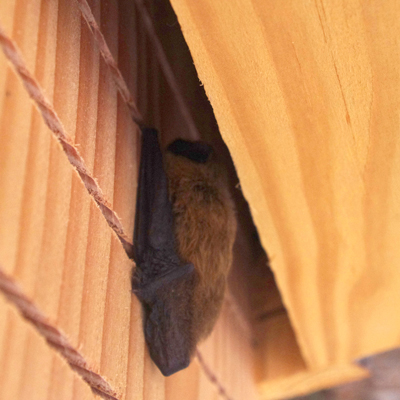 Batcave - Refuge à chauves-souris