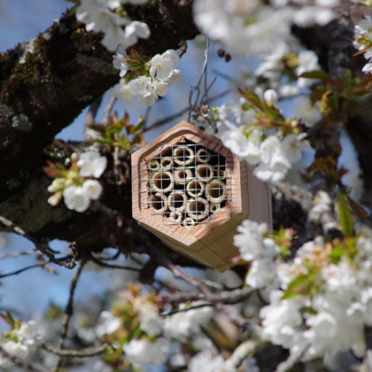Abribuzz - Nichoir à abeilles solitaires & Cie - SYMBIOSPHERE
